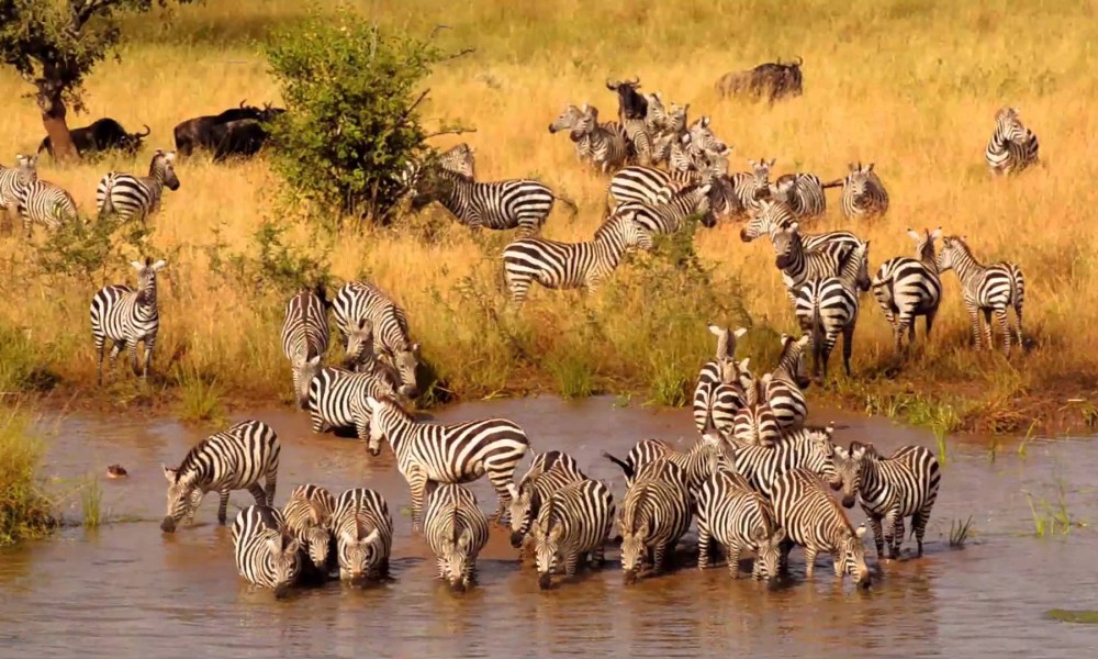 When is the best time to park on a Tanzania safari?