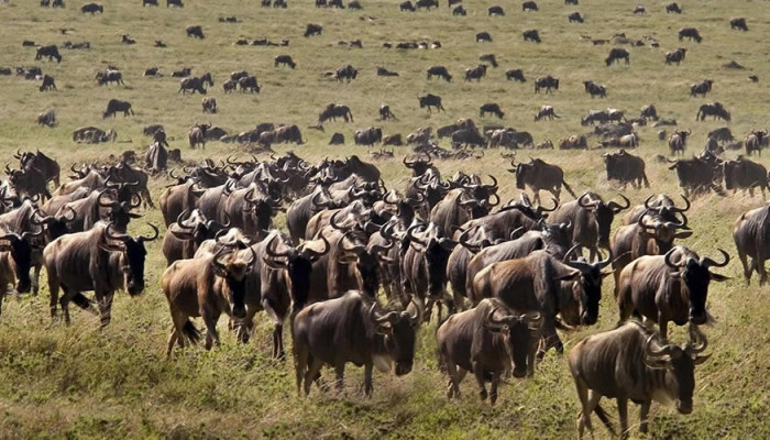 Serengeti Safaris in Tanzania 