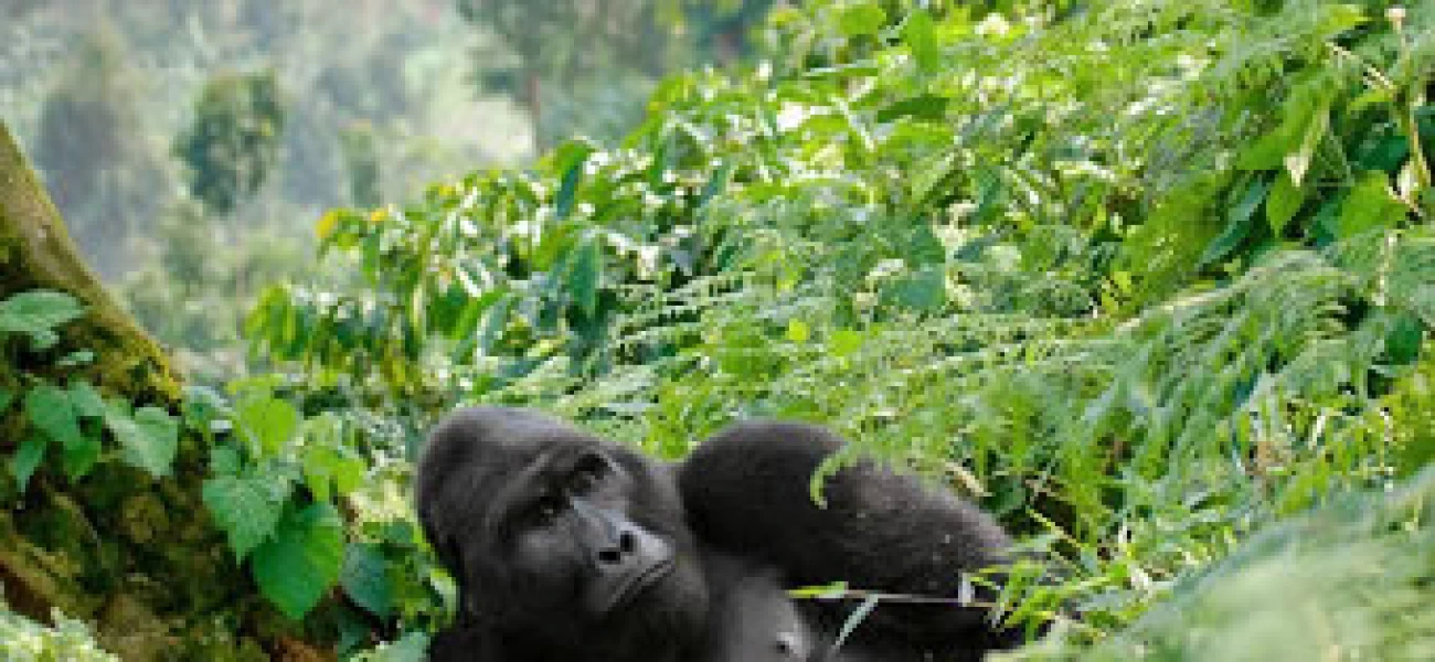 Gorillas Trek and Lake Kivu