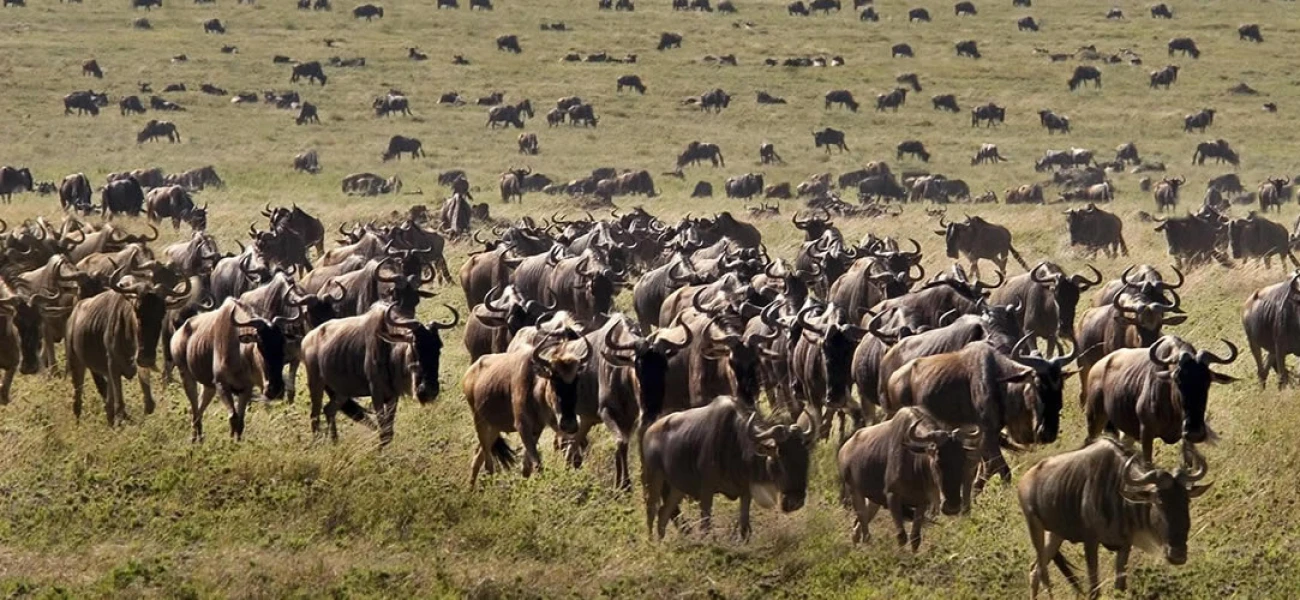 wildbeest migration