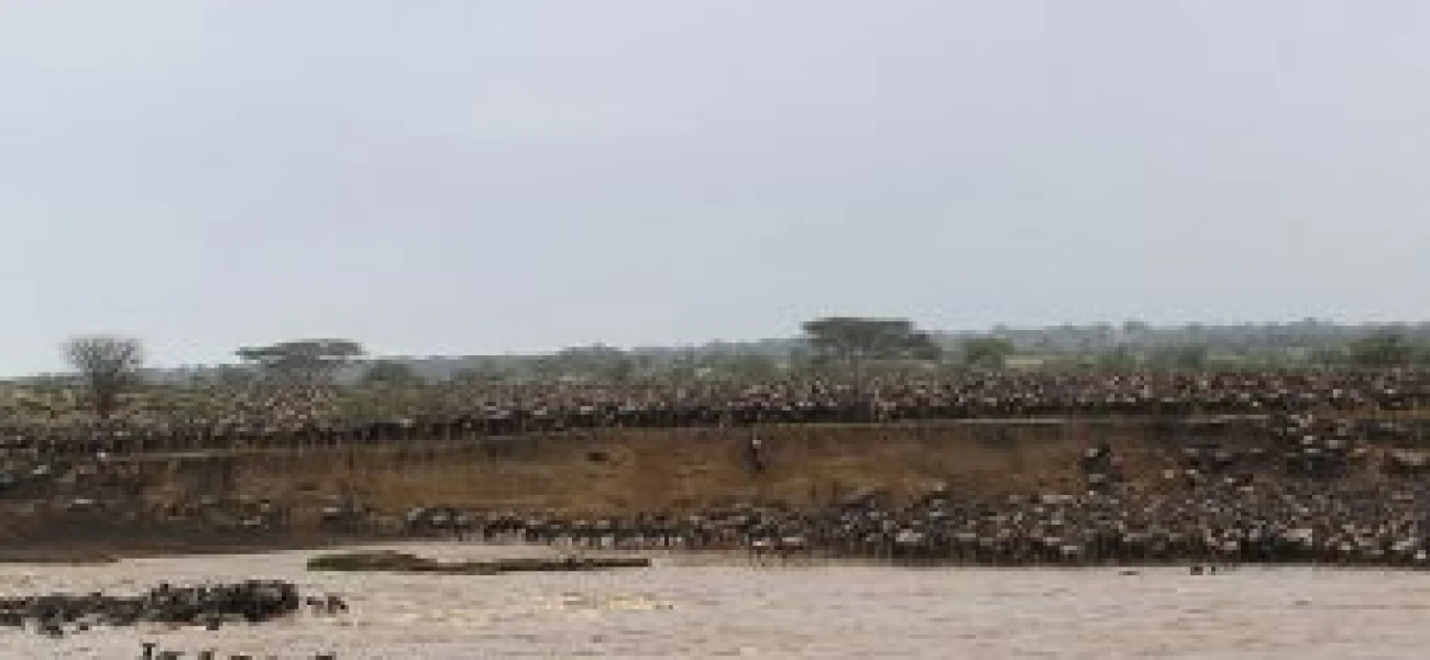 Wildebeest Migration River Crossing And Walking Safari