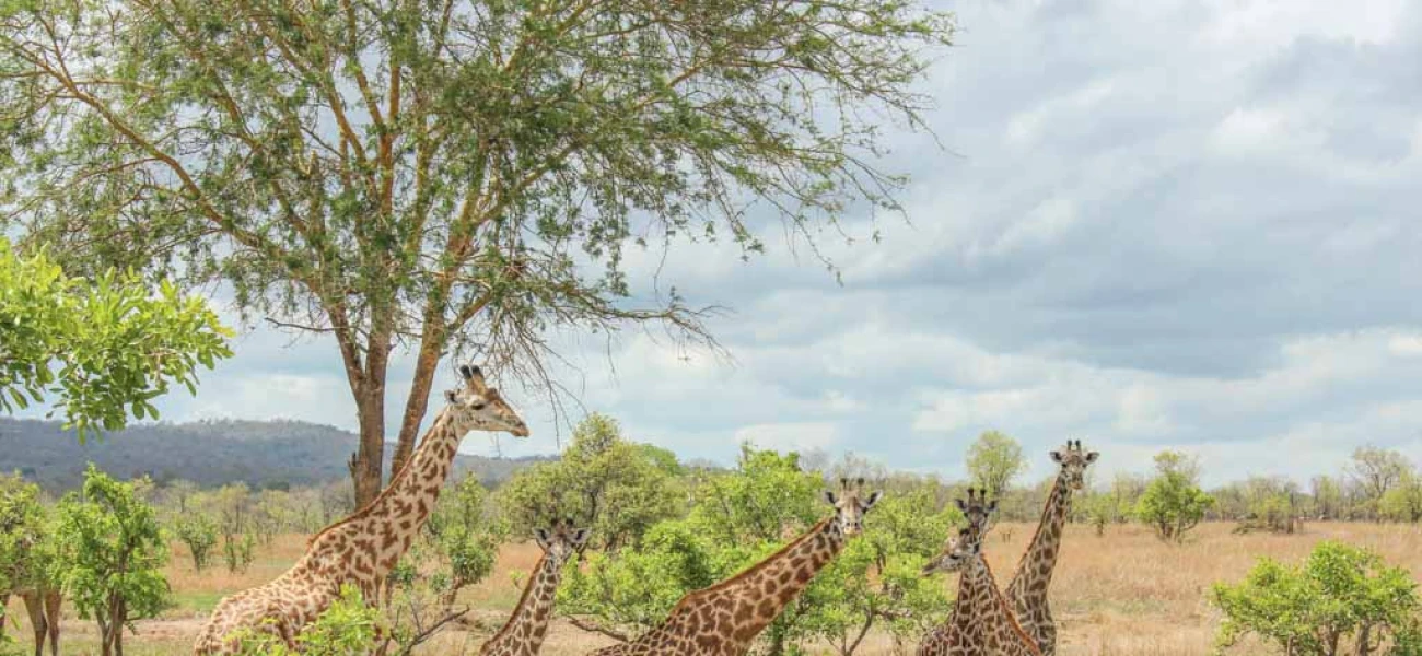 Southern Tanzania Safari