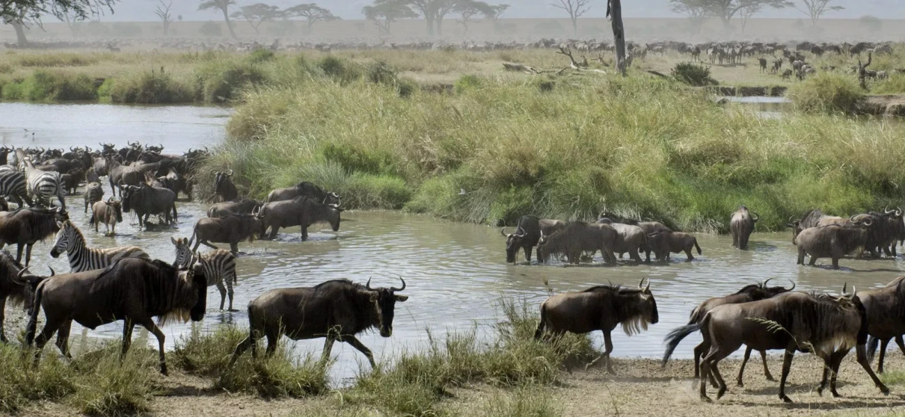 Great Wildebeest Migration Calving - Ndutu Fly Out