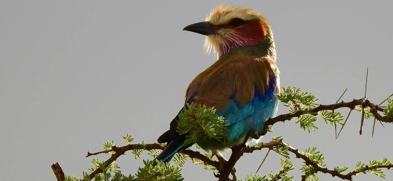 Northern Tanzania Birds Watching