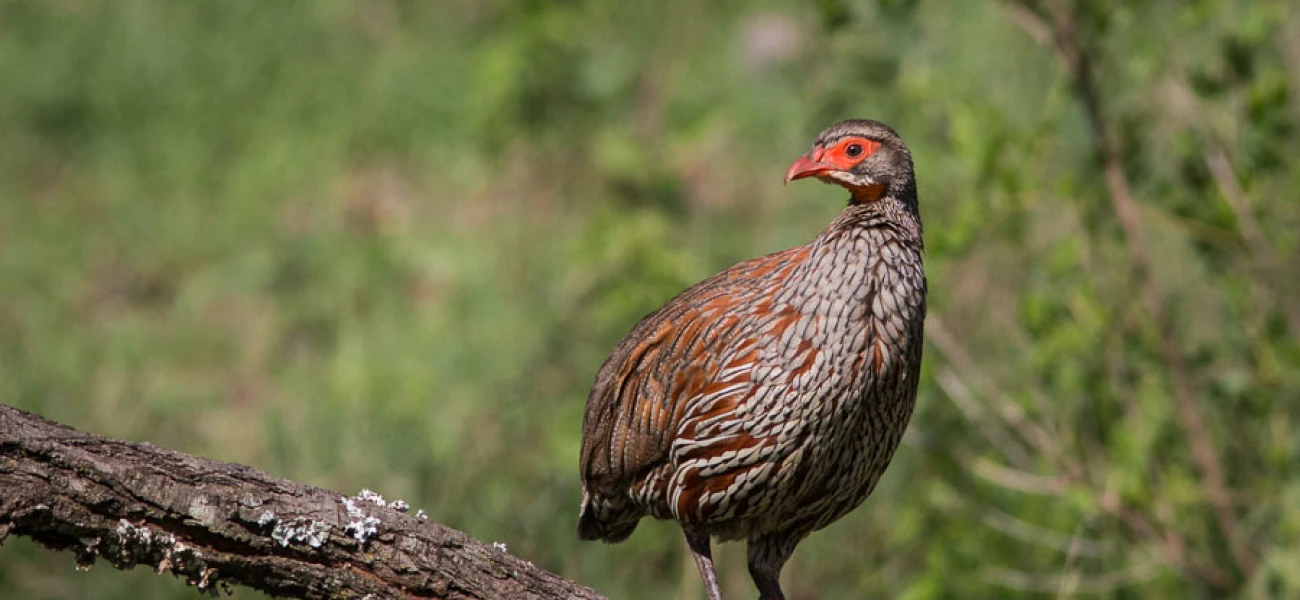 Luxury Tanzania Birding Safari