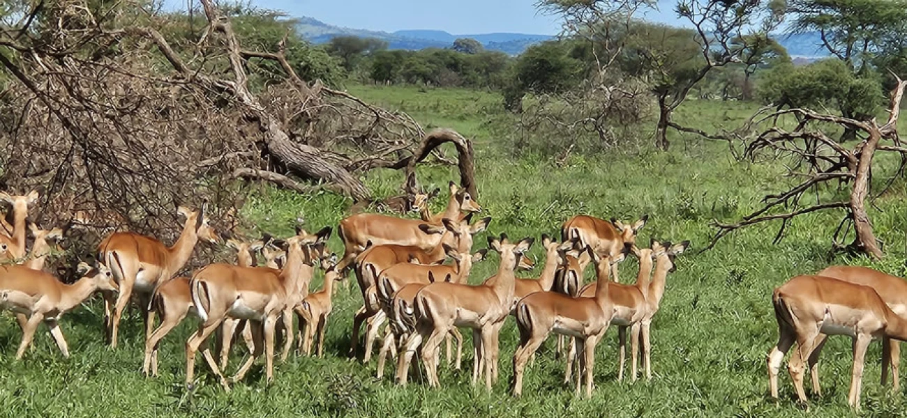 serengeti