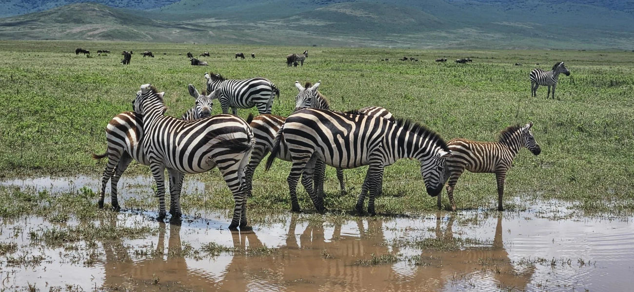 Safari Tarangire And Manyara