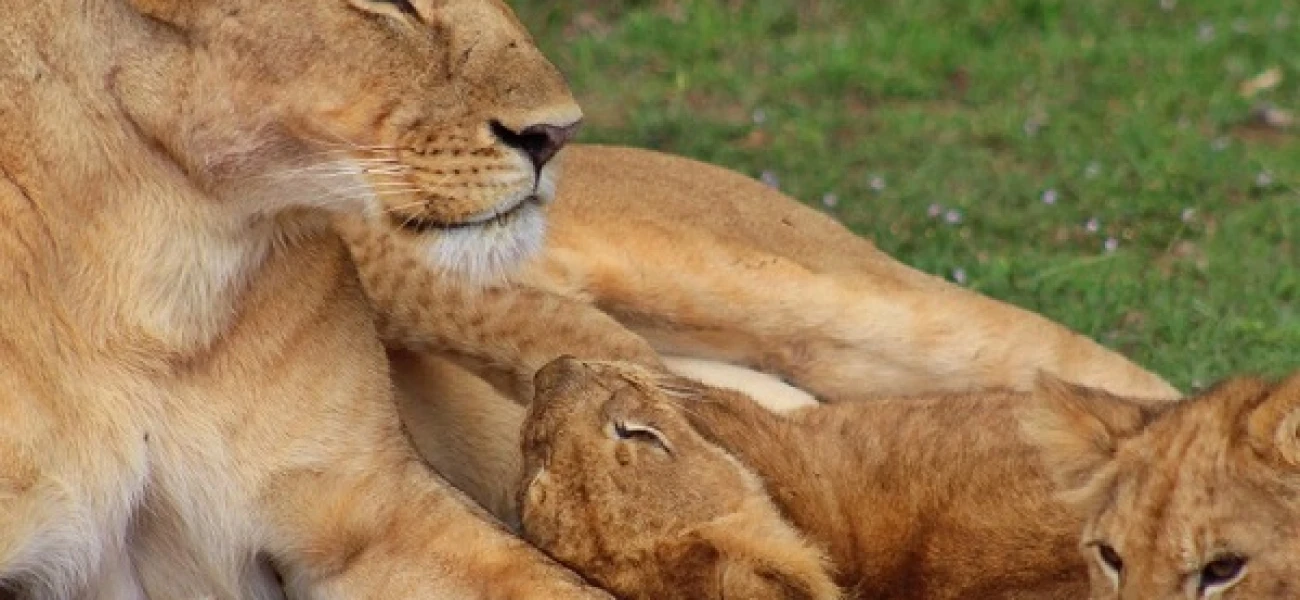 Wildlife Encounter Tanzania Safari