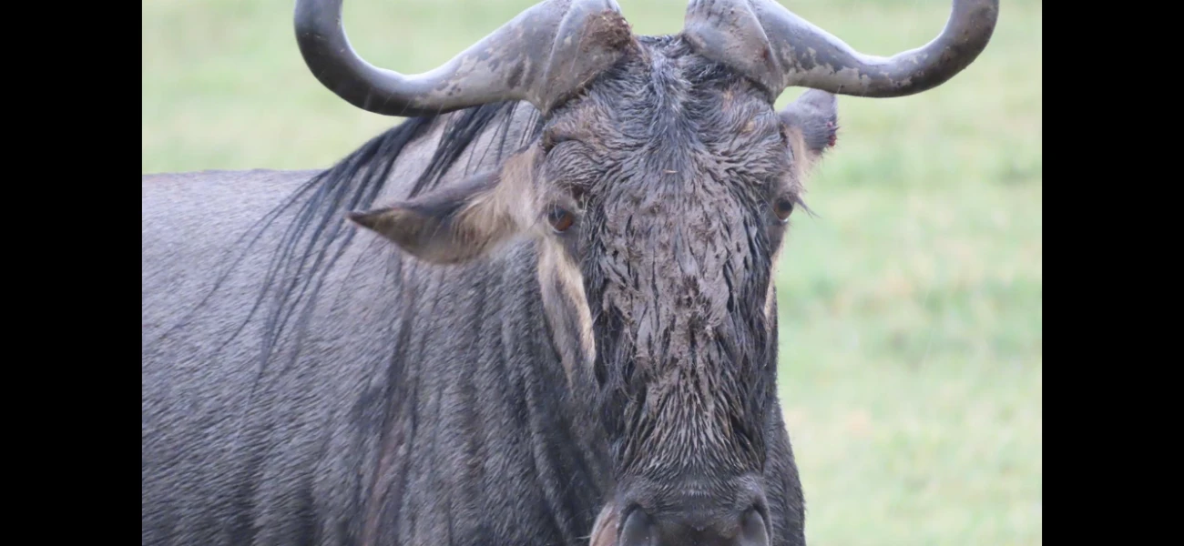 Amaizing Wildebeest Migration Safari / River Crossing