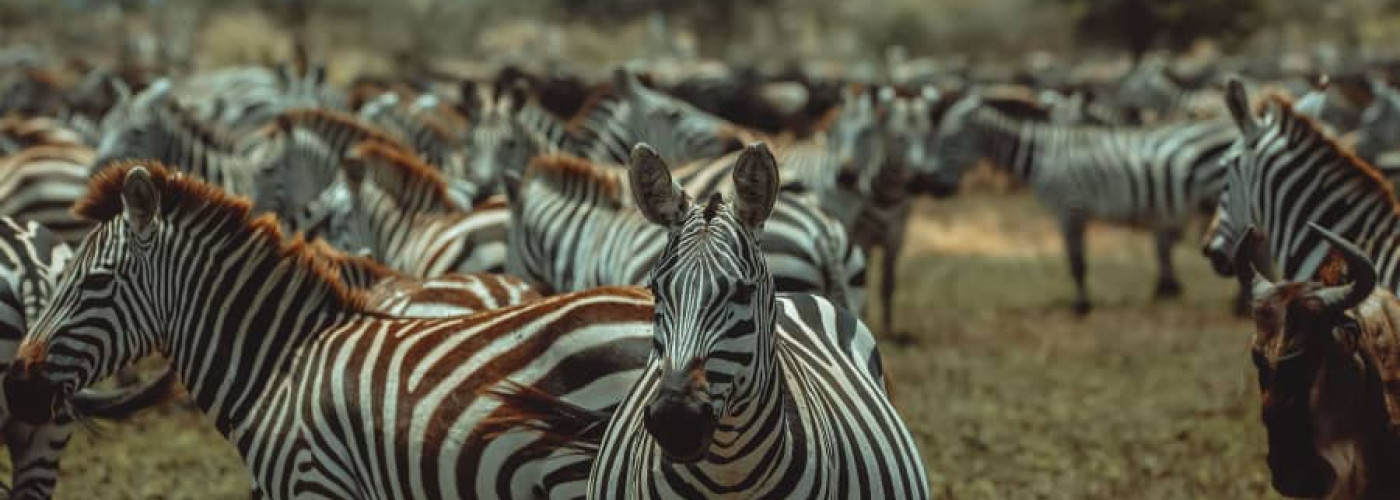 Safari with Purpose, Journey with Heart